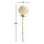 TIGE DAHLIA 28 po-248961119