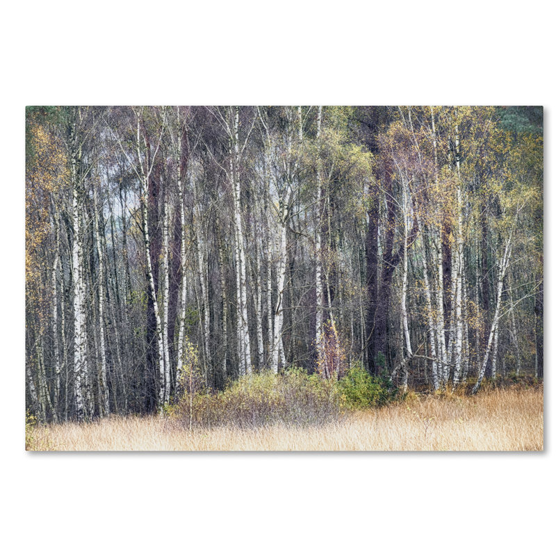 « birches », reproduction de photo sur toile tendue, H 22 po x l 32 po x P 2 po