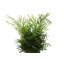 Live Parlor Palm Plant, 6" Diameter-72553069