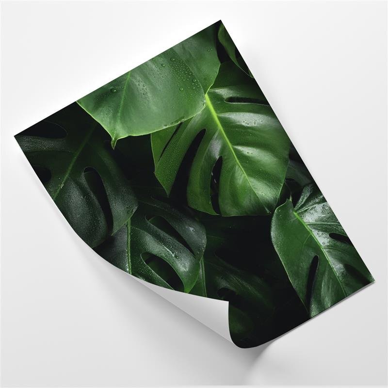 Poster Tropical Minimal Leaves