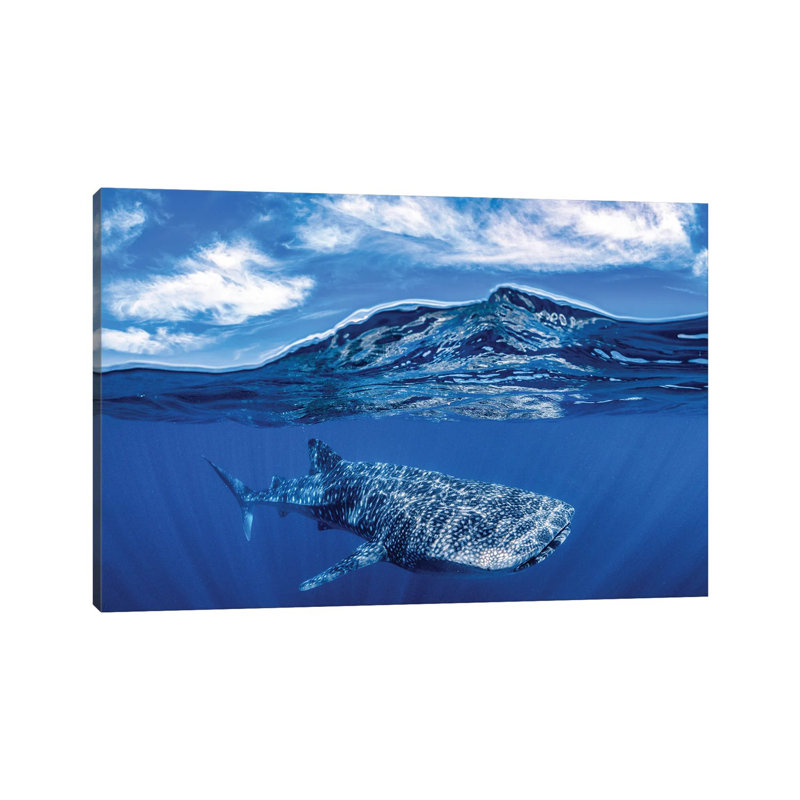 Whale Shark Over Under by Jordan Robins - Wrapped Canvas Print, 20.32 cm H x 30.48 cm W