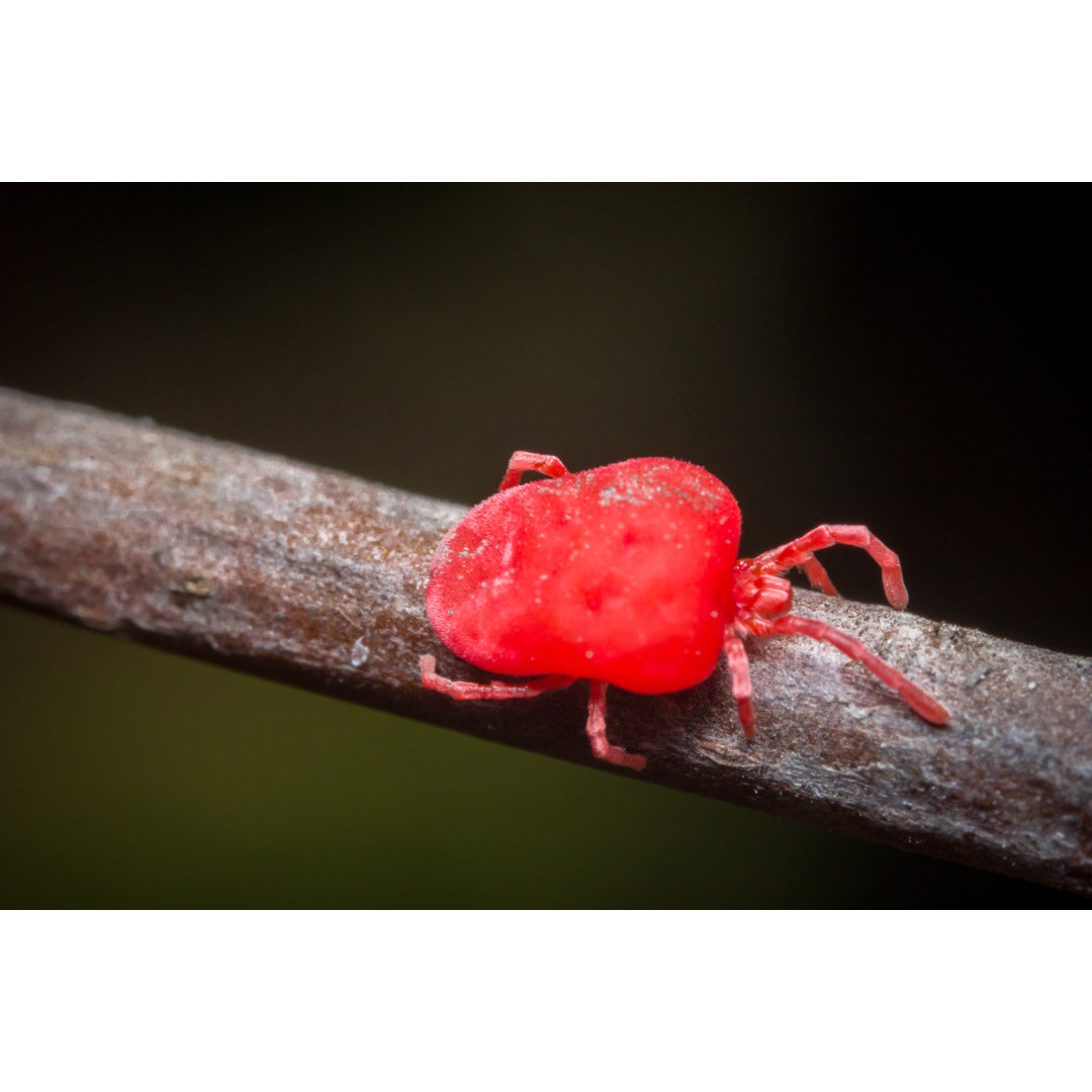 Trombidiidae - Leinwandbild