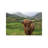 Scottish Highland Cattle III by Alan Majchrowicz - Wrapped Canvas Print-654242957