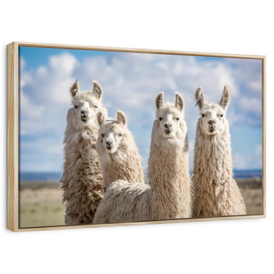 Fluffy White Llamas