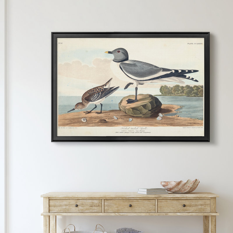 Goéland à tête noire - reproduction d'art sur toile, H 30,5 po x l 42,5 po x P 1,5 po, Noir