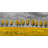 " Yellow Trees In A Field "-98694460