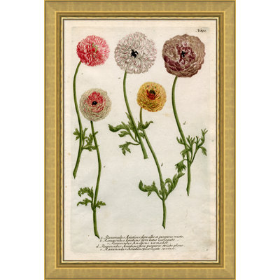 Weiman Ranunculous Giclee Print
