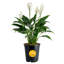 Peace Lily in Grower Pot