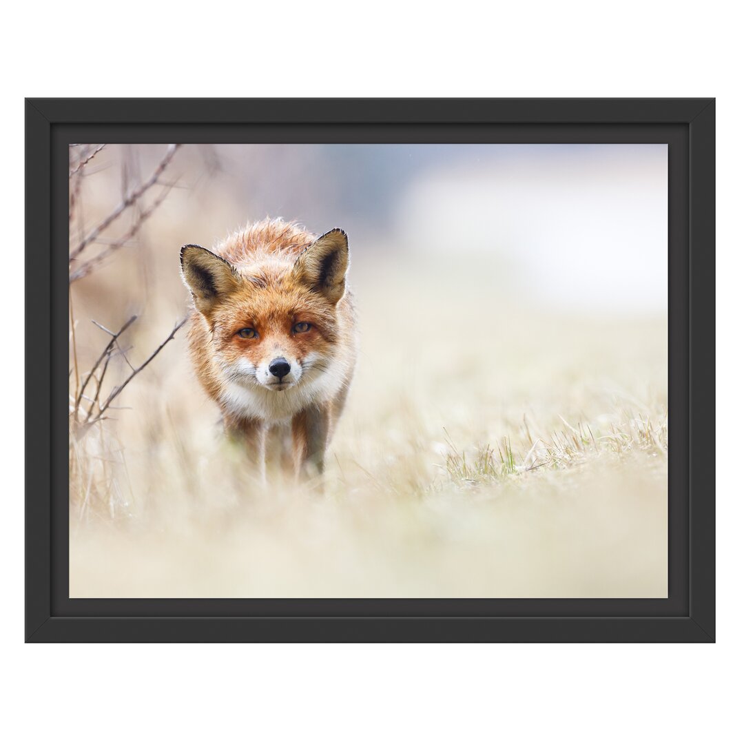 Gerahmtes Wandbild Schleichender fuchs