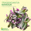 Live Tradescantia Nanouk Plant-2018534586