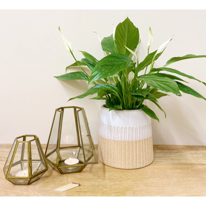 Glass Tabletop Tealight Holder, 16 cm H x 13 cm W x 13 cm D
