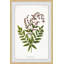 Sympathy Ferns - Single Picture Frame Print-1173034424