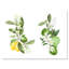 Bouquets de branches de citronnier en fleurs - Impression sur toile-59917490-59917493