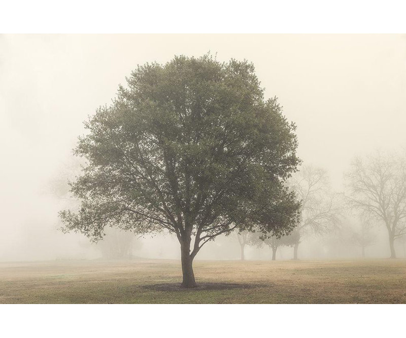 Art sur toile tendue par la galerie Red Barrel Studio® Poinski, Dianne, «Trees in the Fog I», H 17 po x l 24 po