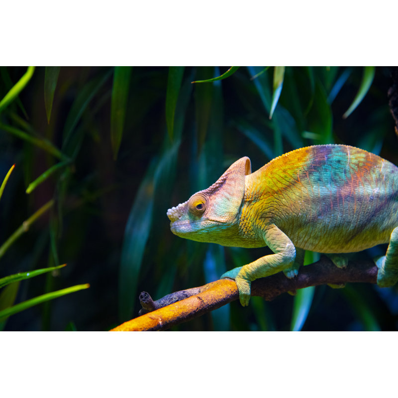Chameleon - Wrapped Canvas Print, 81cm H x 122cm W x 3.8cm D