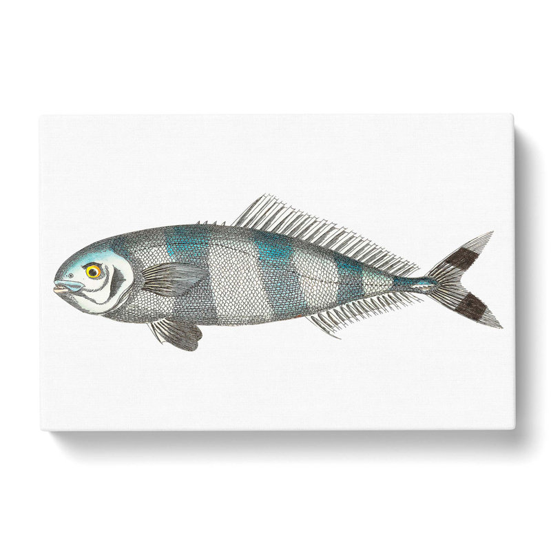 Pilot Mackerel Fish by George Shaw - Wrapped Canvas, 40cm H x 60cm W x 3cm D