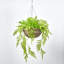 All Seasons Boston Fern Hanging Basket Everyday Faux Greenery