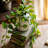Ivy Arrangement in Pot