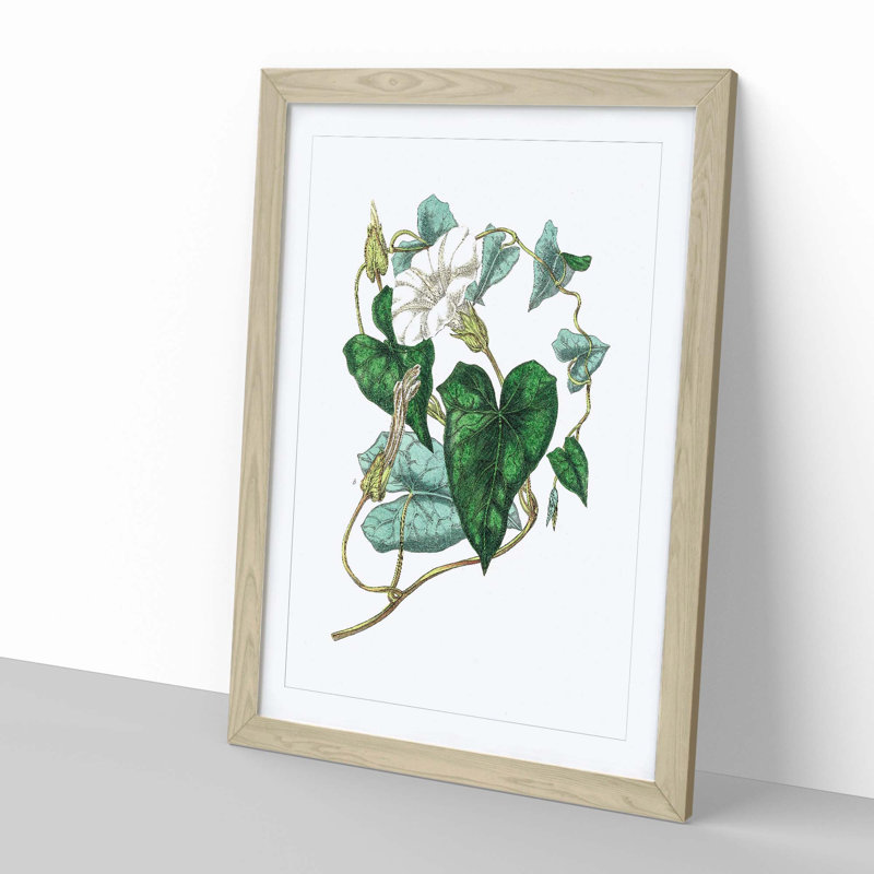 Bindweed Illustration - Single Picture Frame Painting, Oak Framed, 45cm H x 33cm W x 2cm D