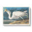 Great White Heron by John Audubon - Wrapped Canvas-55359865