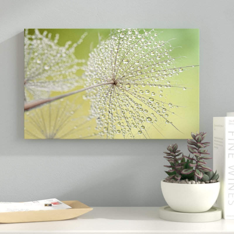 « dewy pissenlit », reproduction de photo sur toile tendue, H 12 po x l 19 po x P 2 po