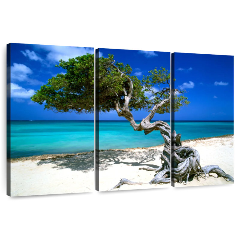 Divi Divi arbre Aruba Petites Antilles, H 24 po x l 38 po