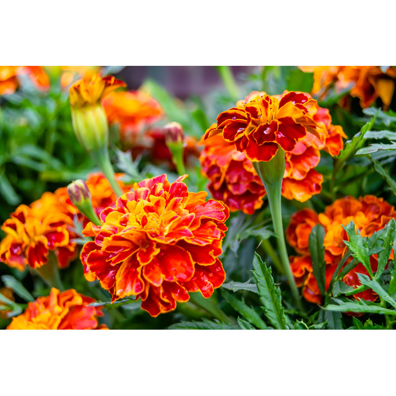 Fine Wild Growing Flower Marigold - Wrapped Canvas Print, 30cm H x 46cm W x 3.8cm D