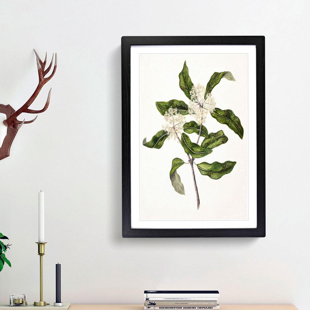 Tarata Flowers by Sarah Featon - Framed Print