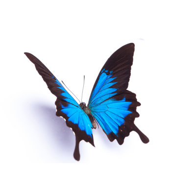 Papillon bleu Analucia par Alice-Photo
