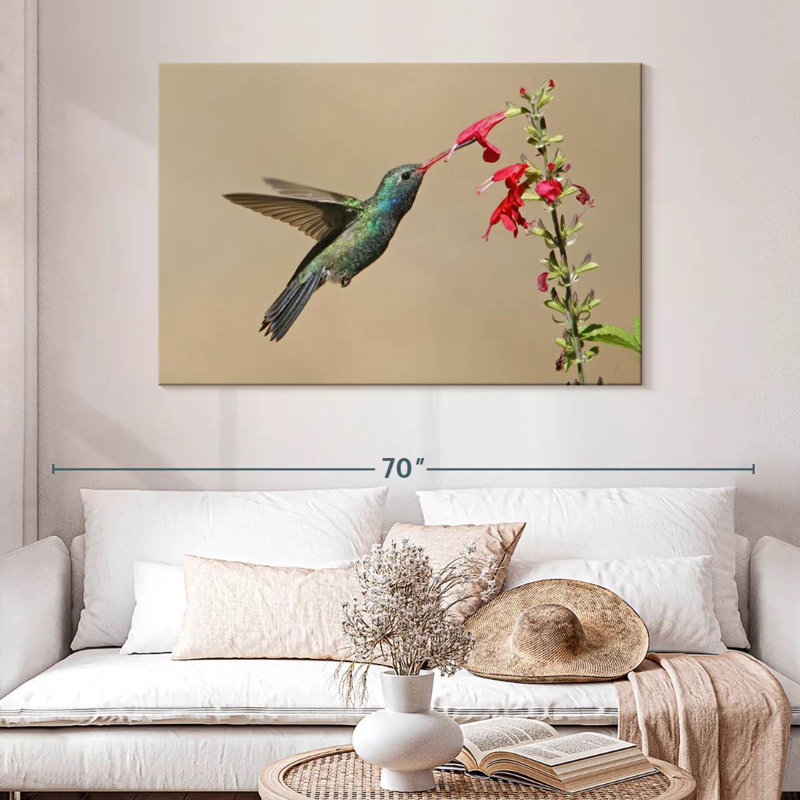 Broad-Billed Hummingbird Drinking Nectar, 32" H x 48" W