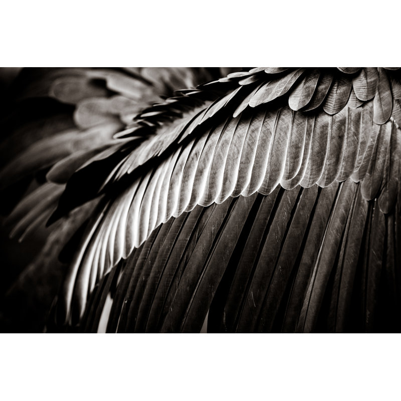 Feather Background - Wrapped Canvas Print, 30cm H x 46cm W x 3.8cm D