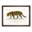 Jaguar by Charles dOrbigny - Framed Print-55576154-55576155