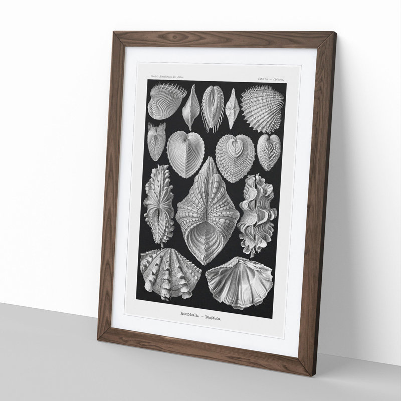 Seashells Acephala by Ernst Haeckel - Picture Frame Graphic Art, Walnut Framed, 36cm H x 27cm W x 2cm D