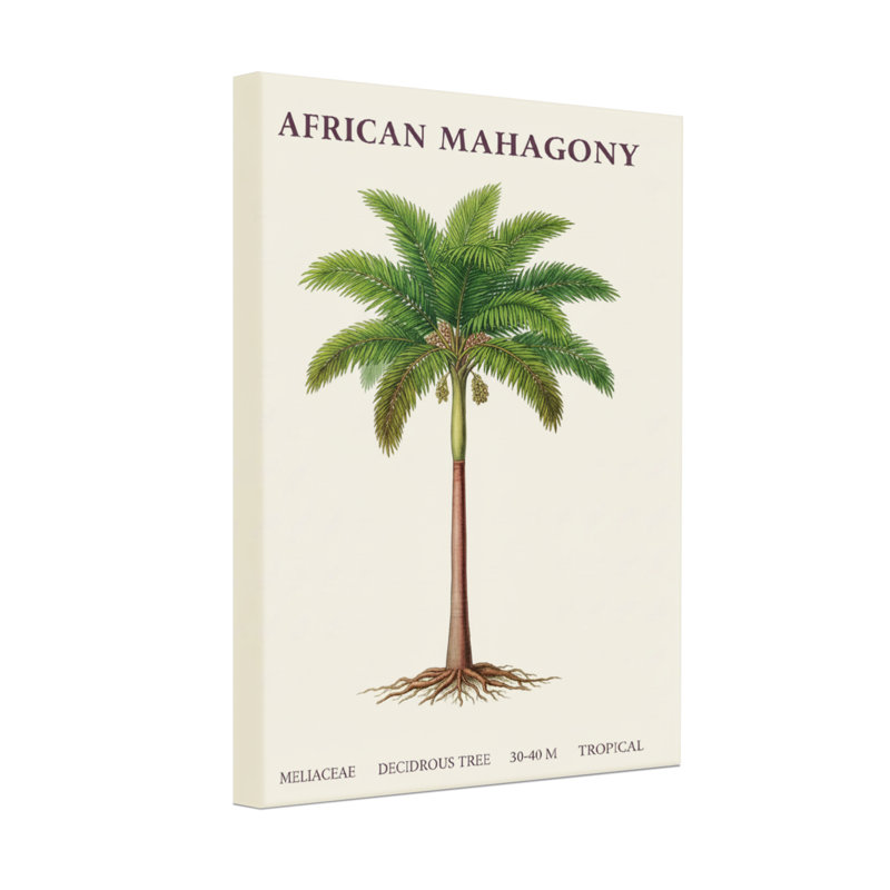 Plantes et fleurs - Illustration botanique d'acajou africain, 18" H x 12" W