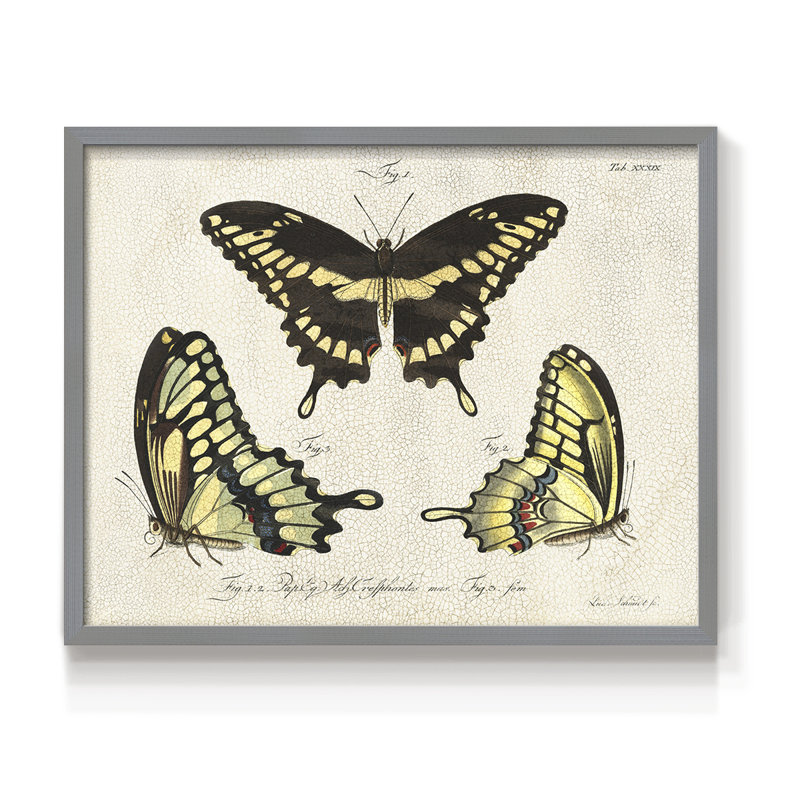 «Crackled Butterflies I», reproduction encadrée, H 8 po x l 10 po, Gris