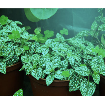 MiracleLED Grow Starter Spectrum Hydroponic Grow Light