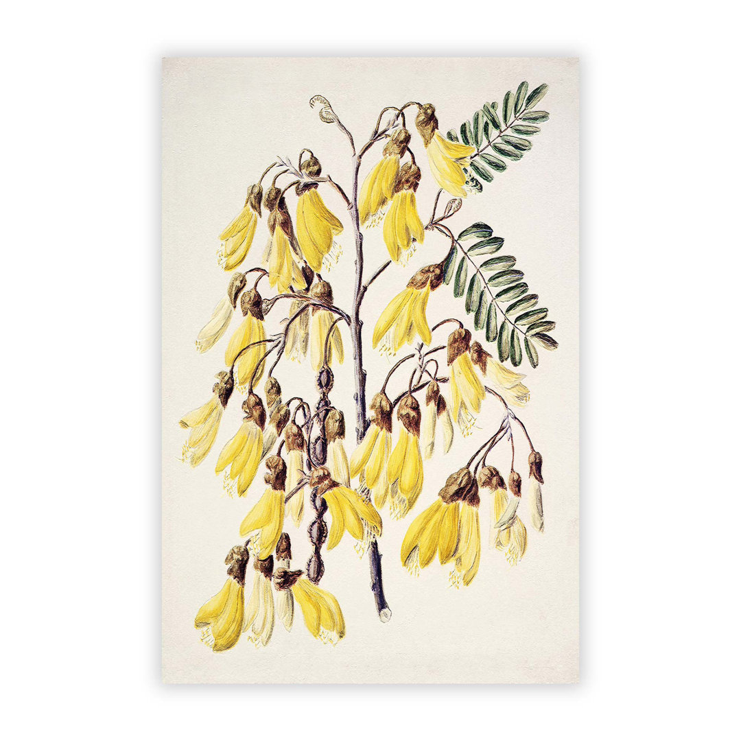 Kowhai Flowers Flowers by Sarah Featon - Frameless Print