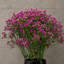 Artificial Arrangement-106401576