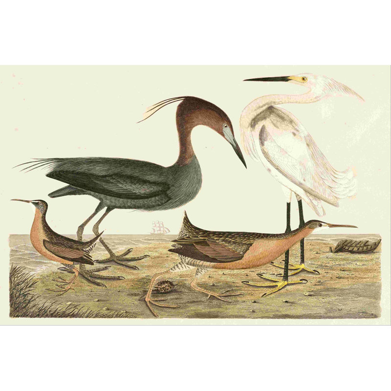 " Heron Family IV " by Alexander Wilson Painting Print, 12" W x 8" H