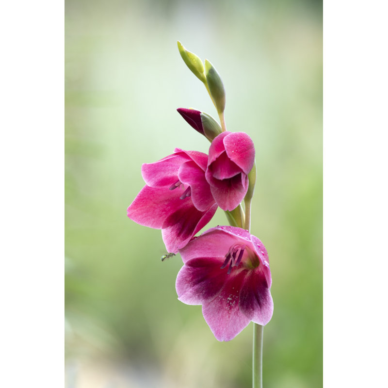Gladiolus by Aimintang - Wrapped Canvas Print, 30cm H x 20cm W