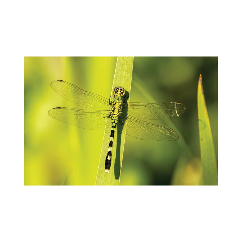 USA, Louisiana, Lake Martin. Green Clearwing Dragonfly On Leaf. by Jaynes Gallery - Wrapped Canvas Print