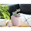 Cache-pot miniature en céramique émaillée Peace Lily Cache - Intérieur/Extérieur-1179864256