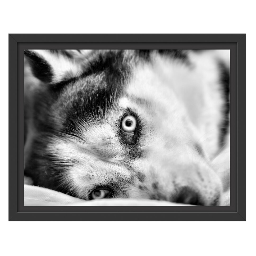 Gerahmtes Wandbild Husky mit Eisblauen AugenBett