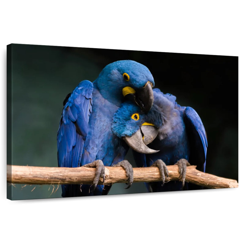 Hyacinth Blue Macaws, 34" H x 51" W