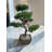Geko 37cm Bonsai Tree