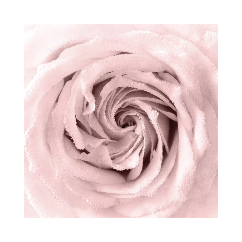 Rose Center I by Kimberly Allen - Wrapped Canvas Print, 45.72 cm H x 45.72 cm W