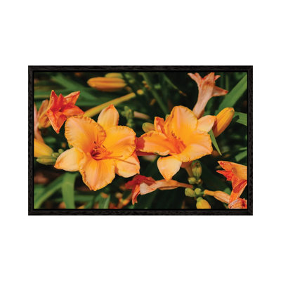 Daylily Garden XI by Bethany Young - Print on Canvas