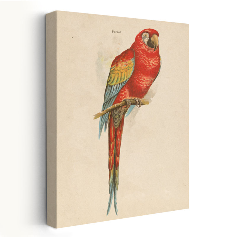 Étude de perroquet - animal oiseau bleu art brun, H 24 po x l 16 po