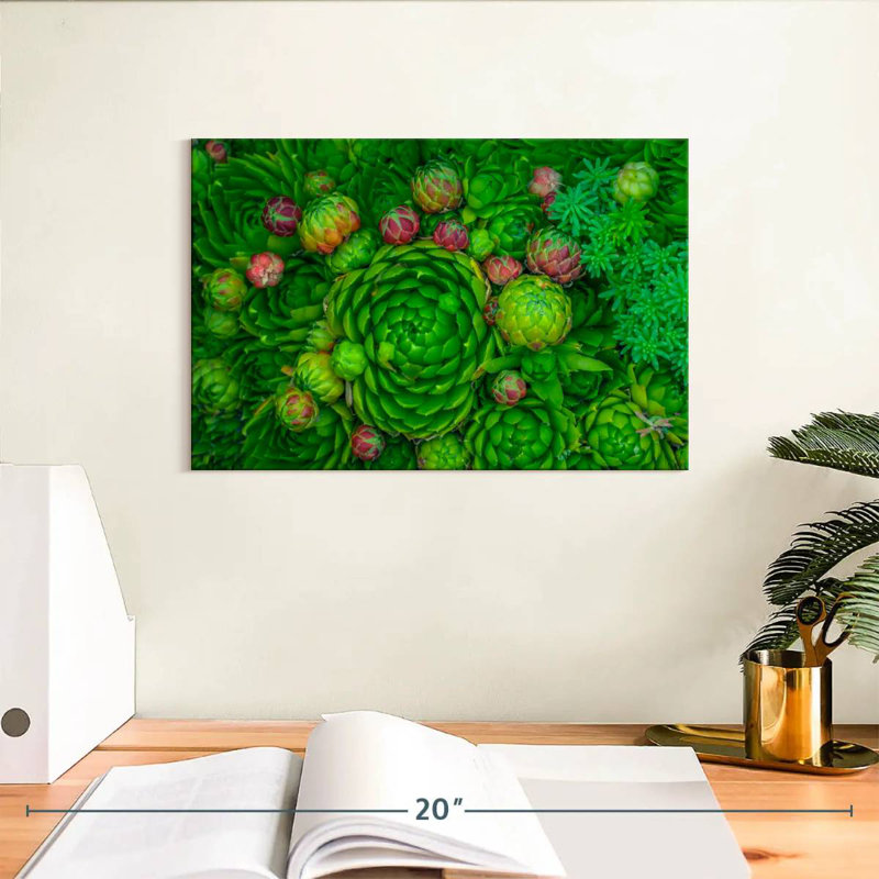 Harnek Healthy Green Succulents, 8" H x 12" W