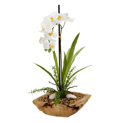 Orchid Arrangement in Planter